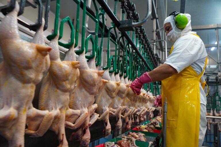 Impulso estratégico al sector avícola por parte de la Gobernación del Meta