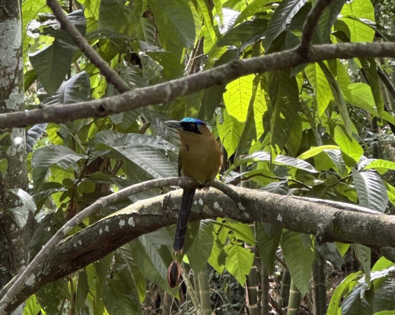 SECRETARÍA DE MEDIO AMBIENTE ADVIERTE SOBRE EL IMPACTO DE LA PÓLVORA EN LOS ANIMALES Y EL ENTORNO